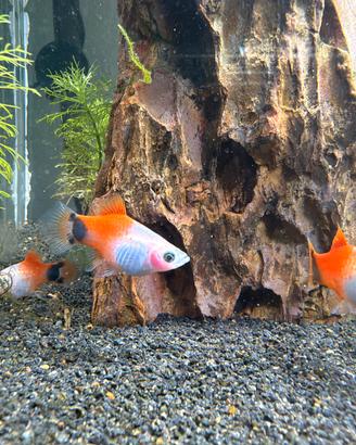 6 Platy Mickey Mouse (1 Maschio, 5 Femmine)