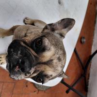 Bulldog francese