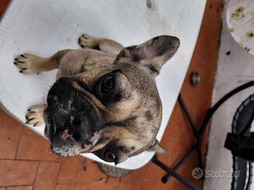 Bulldog francese