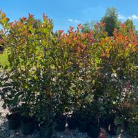 Photinia