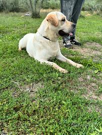 Labrador miele femmina