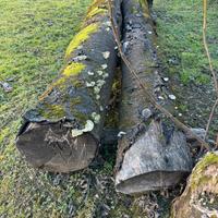 Trochi di legno ciliegio