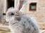 Immagine 4