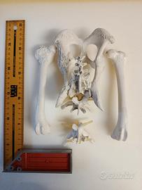 modello anatomico educativo pelvi 