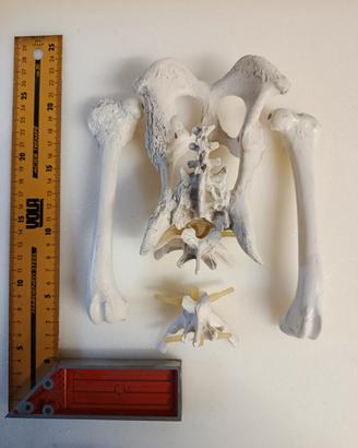 modello anatomico educativo pelvi 