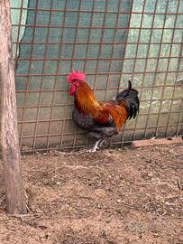 Marans Betulla Blu