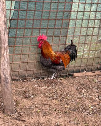 Marans Gallo