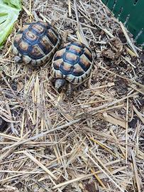 testudo marginata eterozigote