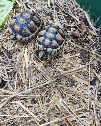 testudo marginata eterozigote