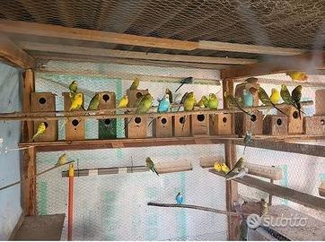 Pappagallini Cocorite