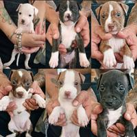 Cuccioli di Amstaff