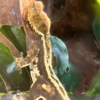 Ciliatus maschio e terrario completo