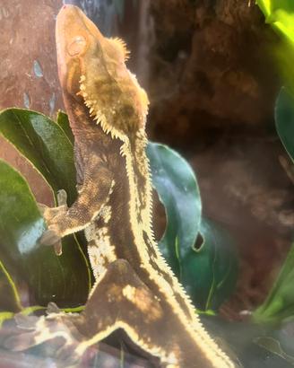 Ciliatus maschio e terrario completo