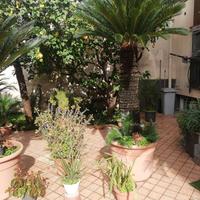 6 cycas da 170 cm fuori vaso a scendere