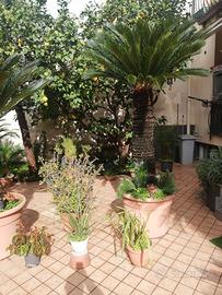 6 cycas da 170 cm fuori vaso a scendere