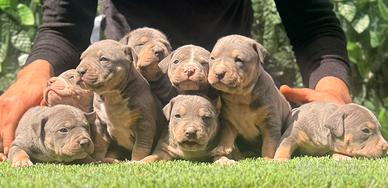 American Pitbull terrier Tricolor