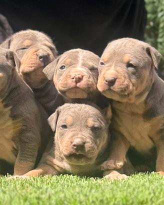 American Pitbull terrier Tricolor