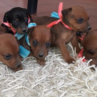 Cuccioli di pinscher toy