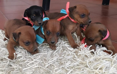 Cuccioli di pinscher toy