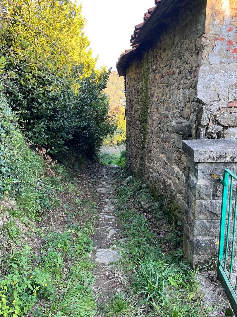 Rustico con oliveto a San Quirico di Valleriana - Vista 3