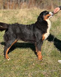 Bovaro del bernese Femmina adulta