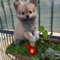 Maialini spitz toy cucciola