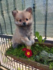 Maialini spitz toy cucciola