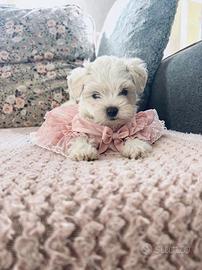 Cucciolo di maltese