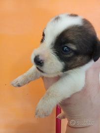 Jack russel broken