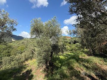 TER. AGRICOLO A ALBISOLA SUPERIORE