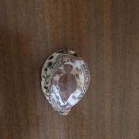 Conchiglia gigante Maldive