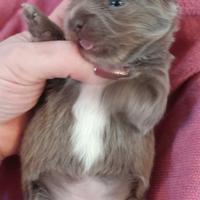 Chihuahua femminuccia