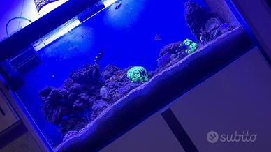 ACQUARIO MARINO 180lnetti+Mobile e Altro vedi foto
