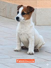 Cucciola di Jack Russell con Pedigree