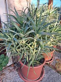 Piante Aloe Arborescente  in vaso