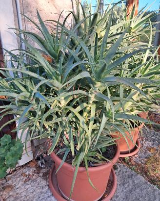 Piante Aloe Arborescente  in vaso