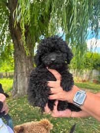 Barboncino cuccioli