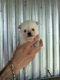 Pomerania