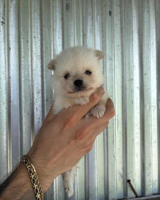 Pomerania