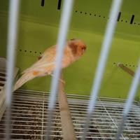 Canarina migliorata femmina