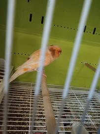 Canarina migliorata femmina