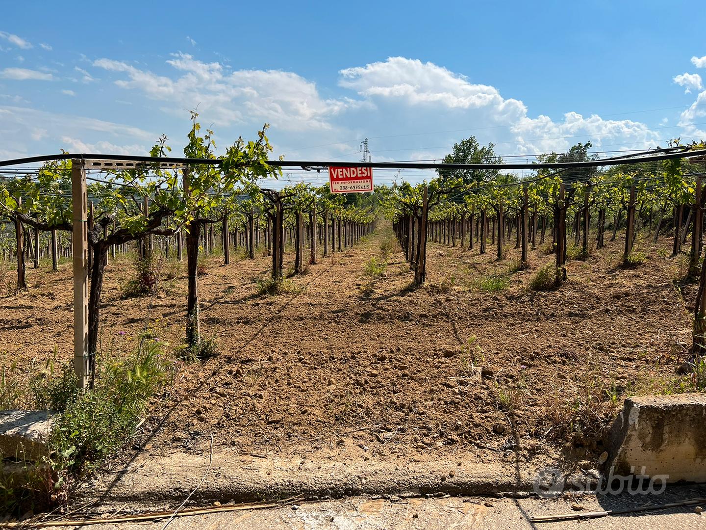 1 ettaro di terreno con vigneto DOC e uliveto - Vista 3