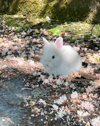 Conigli nani testa di leone- cuccioli