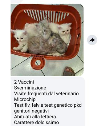 persiani