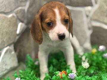 Beagle