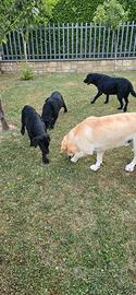 Labrador retriever neri