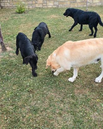 Labrador retriever neri