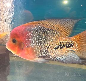 Pesci Predatori Ciclidi 