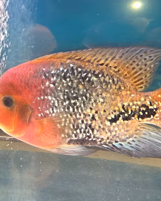 Pesci Predatori Ciclidi 