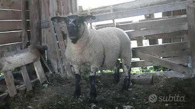 Pecora, agnella Suffolk X incrocio texel